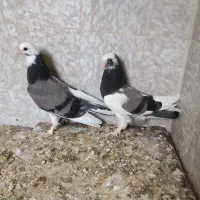 کبوتر پرشی حمید حیدری