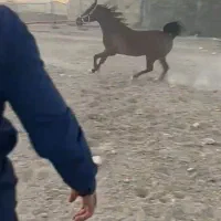 اسب مادیان اصیل