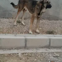 سگ پژدر