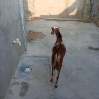 نری گوشتی