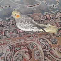 جوجه عروس هلندی