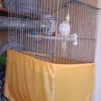 عروس هلندی لوتینو نر|پرنده|محمدشهر, شهرک پیام (مهرالبرز)|دیوار