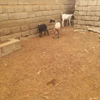 میش جوان با بره|حیوانات مزرعه|تخت, |دیوار