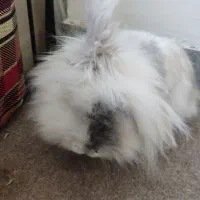 خرگوش لپو|موش و خرگوش|کرمانشاه, |دیوار