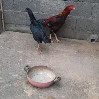 مرغ خروس|حیوانات مزرعه|سنگر, |دیوار