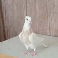 کبوتر طوقی ماده کرم پاک پالخت بدون غلط
