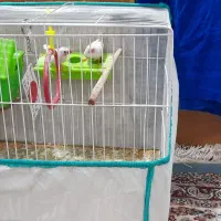 فنچ