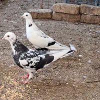 کبوتر سار سرور سار سیاه سوسکی تهرونی‌ پرشی نر