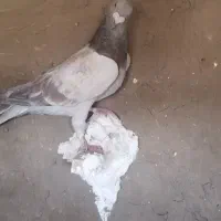 نر سوارخ