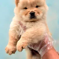 سگ چاو چاو تنبل دوستداشتنی زیبا|سگ|کرج, فاز ۱ مهرشهر|دیوار