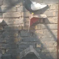 کفتر|پرنده|اهواز, علی آباد|دیوار