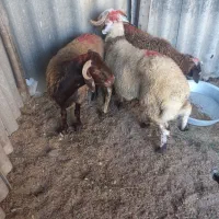 نر بره چاق افشار|حیوانات مزرعه|فاضل آباد, |دیوار