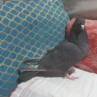 سرکه ای ماده