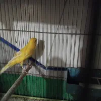 معاوضه عروس هلندی با قناری