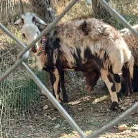 بره ماده پلنگی و یک راس شیشک قوچ|حیوانات مزرعه|شازند, |دیوار