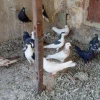 پرنده.کفتر|پرنده|فولادشهر, فولادشهر|دیوار