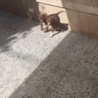 توله پیتبول