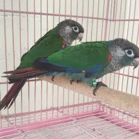 گرینچیک|پرنده|خمینیشهر, |دیوار