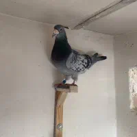 آلمانی|پرنده|مشهد, ادیب نیشابوری (شهرک غرب)|دیوار