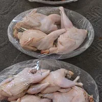 مرغ گوشتی زینتی طلایی کوهی|پرنده|شیراز, بازار|دیوار