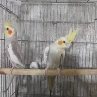 عروس،ملنگو