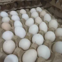 تخم مرغ نطفه دار و تخم بلدرچین نطفه دار|حیوانات مزرعه|دهدشت, |دیوار