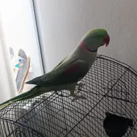 شاه طوطی نر