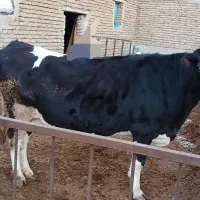 گاو گوشتی|حیوانات مزرعه|مرند, |دیوار