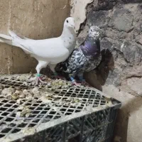 کفتر|پرنده|بردسکن, |دیوار