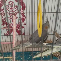 عروس هلندی|پرنده|سنندج, |دیوار