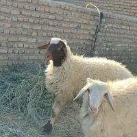 بره قوچی مناسب برای قوچی|حیوانات مزرعه|تربت‌حیدریه, پایانه مسافربری تربت حیدریه|دیوار