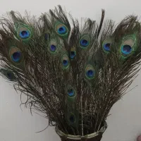 پرطاووس هند