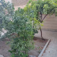 ویلایی-دو-طبقه-دربست-240متر-3-خ-تاپ-لوکیشن-لاهور