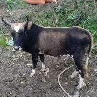 یک راس گاو با ورزا کوله