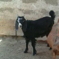 اعدد کهره ماده