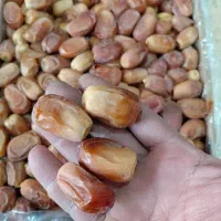 فروش انواع خرما خرده و عمده زیر قیمت بازار