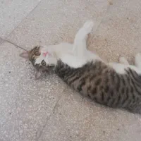 واگذاری گربه رایگان