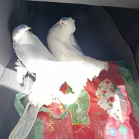 کبوتر دم چتری آمریکایی|پرنده|اصفهان, جنیران (لادان)|دیوار