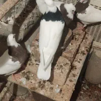 دو جفت جوجه طوق پاییزی|پرنده|ایلام, |دیوار