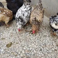 تخم مرغ نطفه دار|حیوانات مزرعه|شاهینشهر, حافظ جنوبی|دیوار