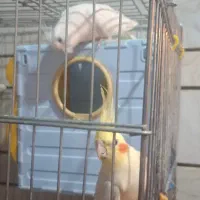 پرنده  ی زیبا