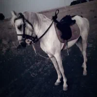 اسب مادیان بسیار آرام