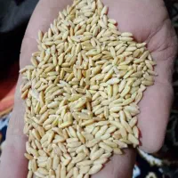 گندم بوجاری شده