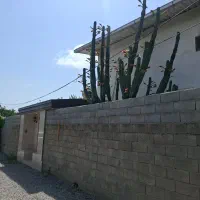 کاکتوس بزرگ