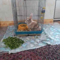 خرگوش|موش و خرگوش|میاندوآب, |دیوار