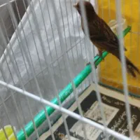 قناری ماده دارچینی سوخته|پرنده|مشهد, ادیب نیشابوری (شهرک غرب)|دیوار