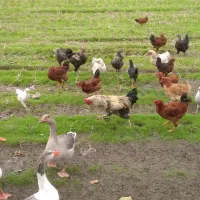 مرغ وخروس لاری وپاپر