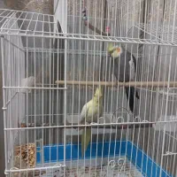 یک جفت عروس هلندی