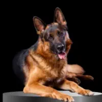 پانسیون نگهداری و آموزش سگ