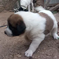 فروش توله نگهبان|سگ|بهشهر, |دیوار